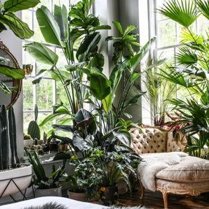 House Plants