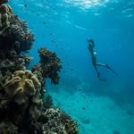 Waikiki: Turtle Canyon Cruise and Snorkel Excursion