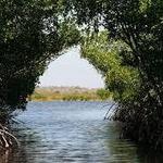 Explore the Mangrove-Lined Waterways