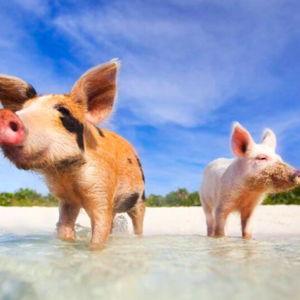 Honeymoon Experience - Private Speedboat Tour to Pig Island & Koh Tan