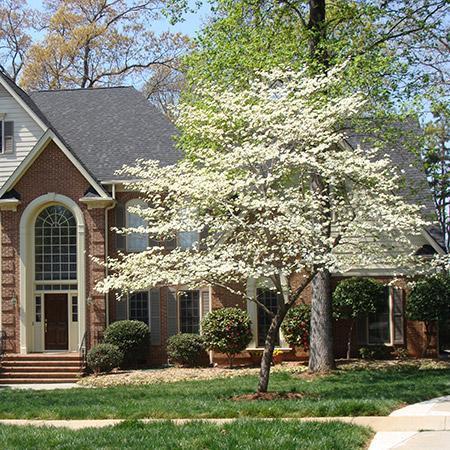 White Dogwood