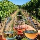 Wine Tasting