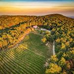 Terra Incognita Vineyard
