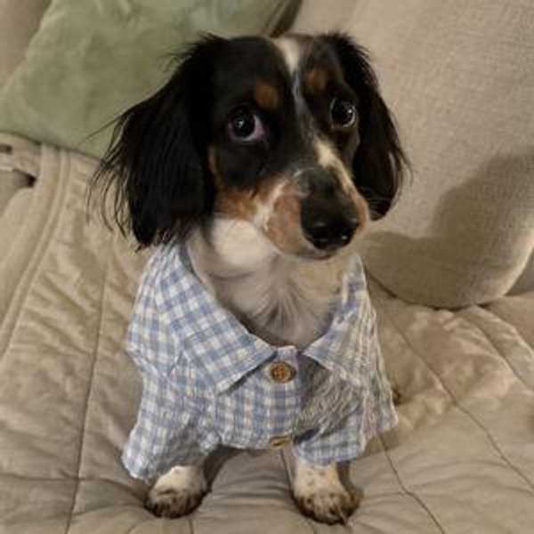 Weenie Fund