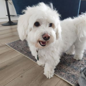 Poppy's Annual Dental Cleaning