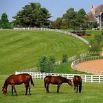 Visit Horse Country - Farm Tours