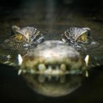 St. Augustine Alligator Farm Zoological Park