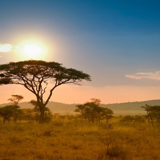 African Safari Honeymoon Fund