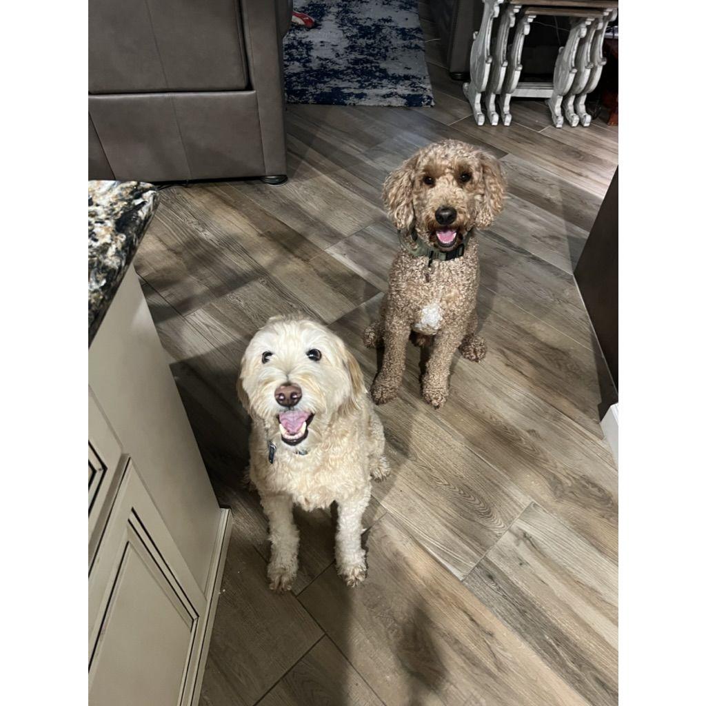 Our dogs, Toby and Koa, quickly became friends