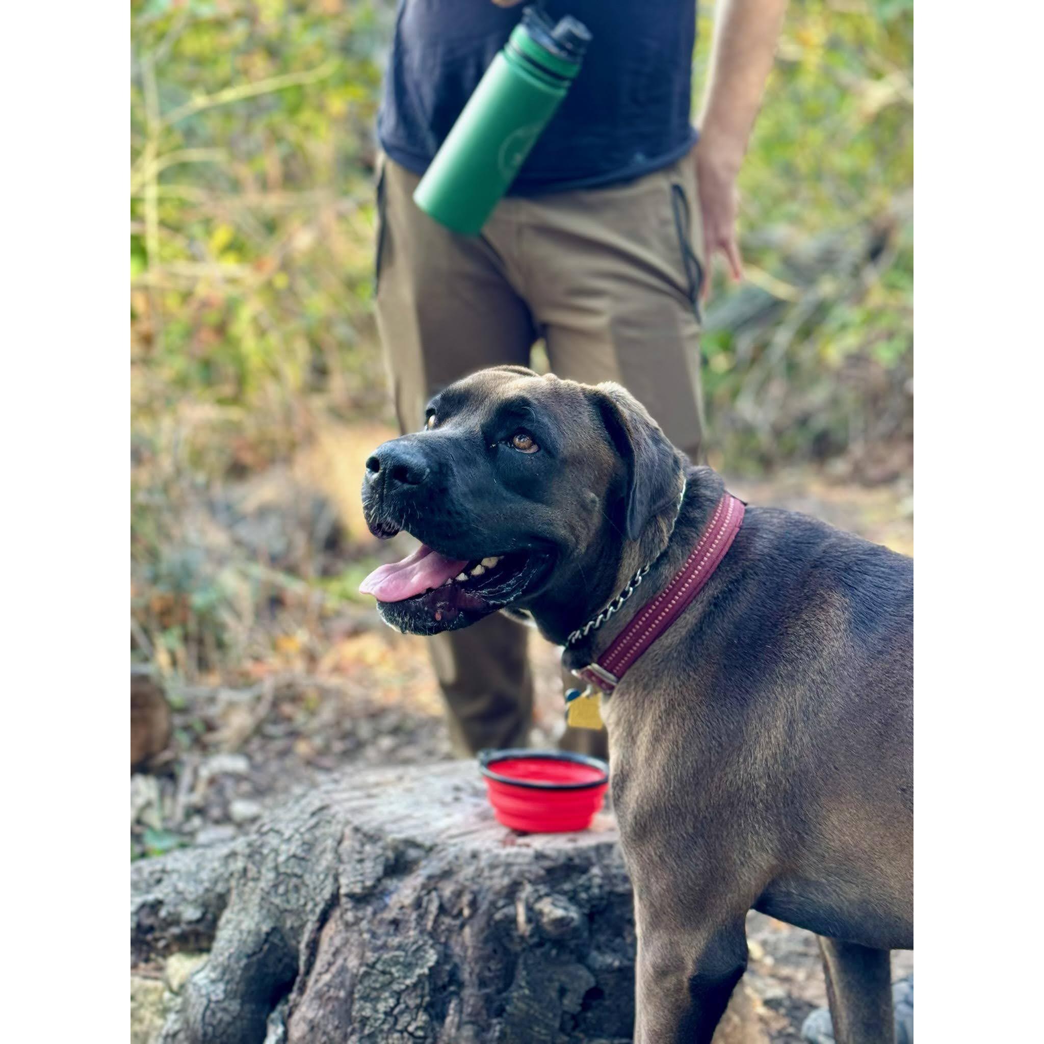 Our sweet dog, Gaia.