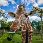 The Buffalo Zoo