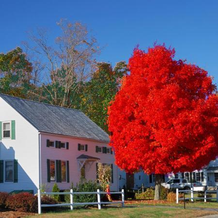 Autumn Blaze Red Maple Tree