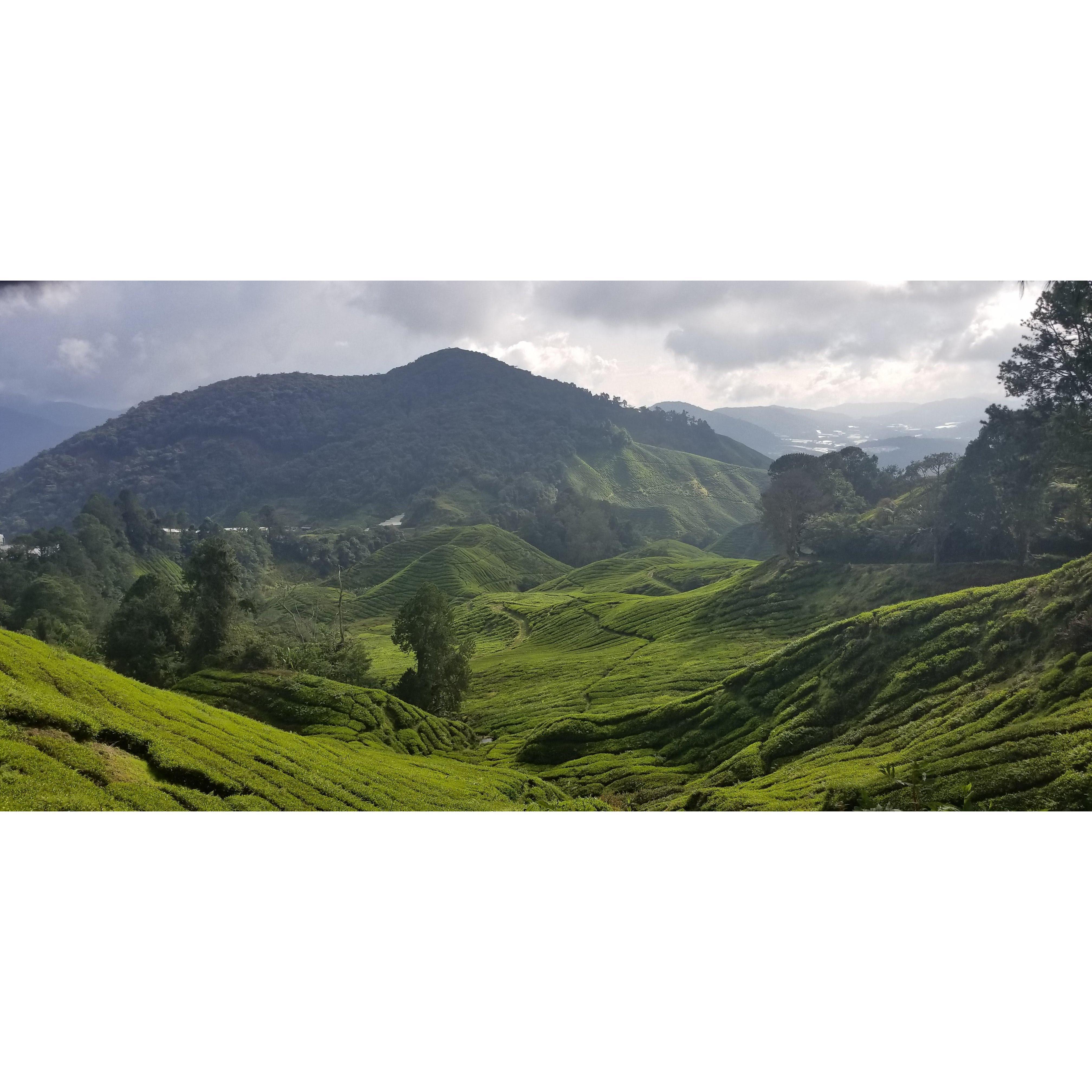 Malaysian tea field.