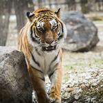 Dakota Zoo