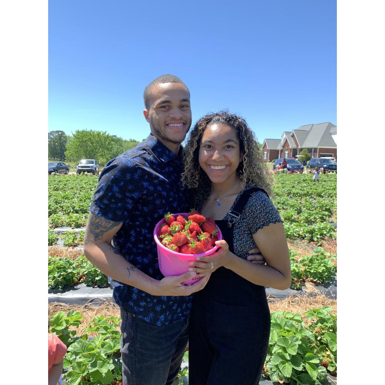 Strawberry picking, May 2021