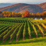 Burntshirt Vineyards