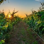 Sanctuary Vineyards