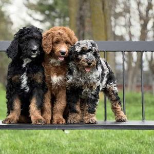 Puppy Fund