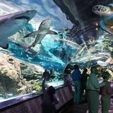 Ripley's Aquarium of the Smokies