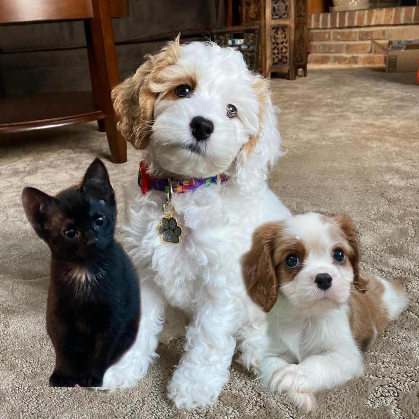 Our three babies: Bowie, Hazel and Charlotte.