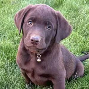 Our First Dog Fund