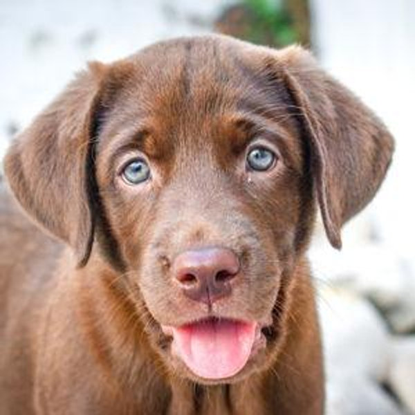 Our New Puppy