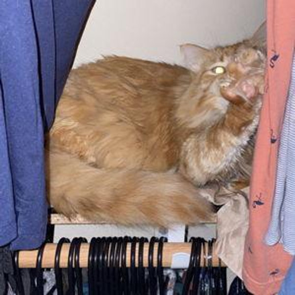 Henry's closet renovations