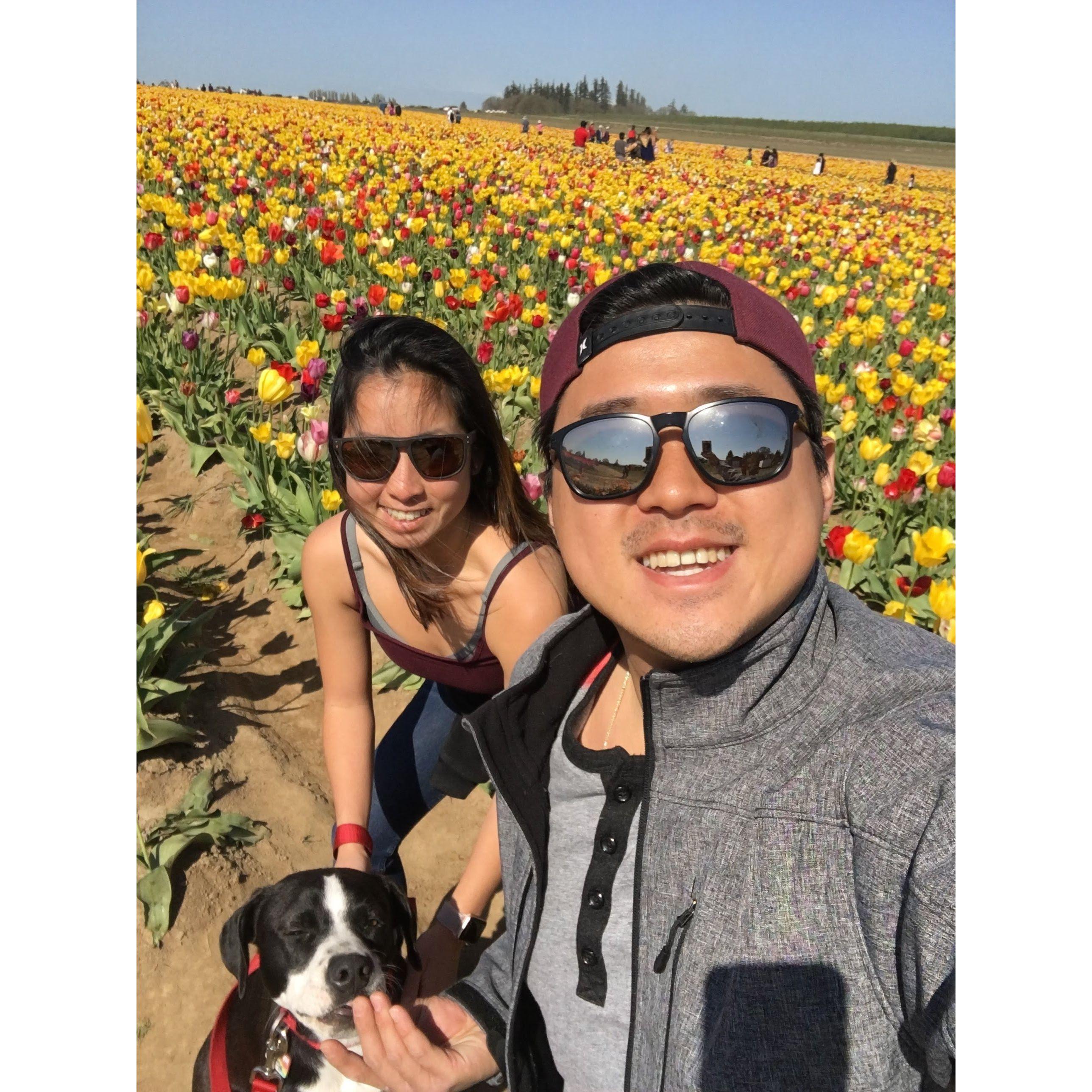 Wooden Shoe Tulip Festival, Woodburn, OR - 2018
