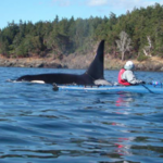 Sea Quest Kayak Tours
