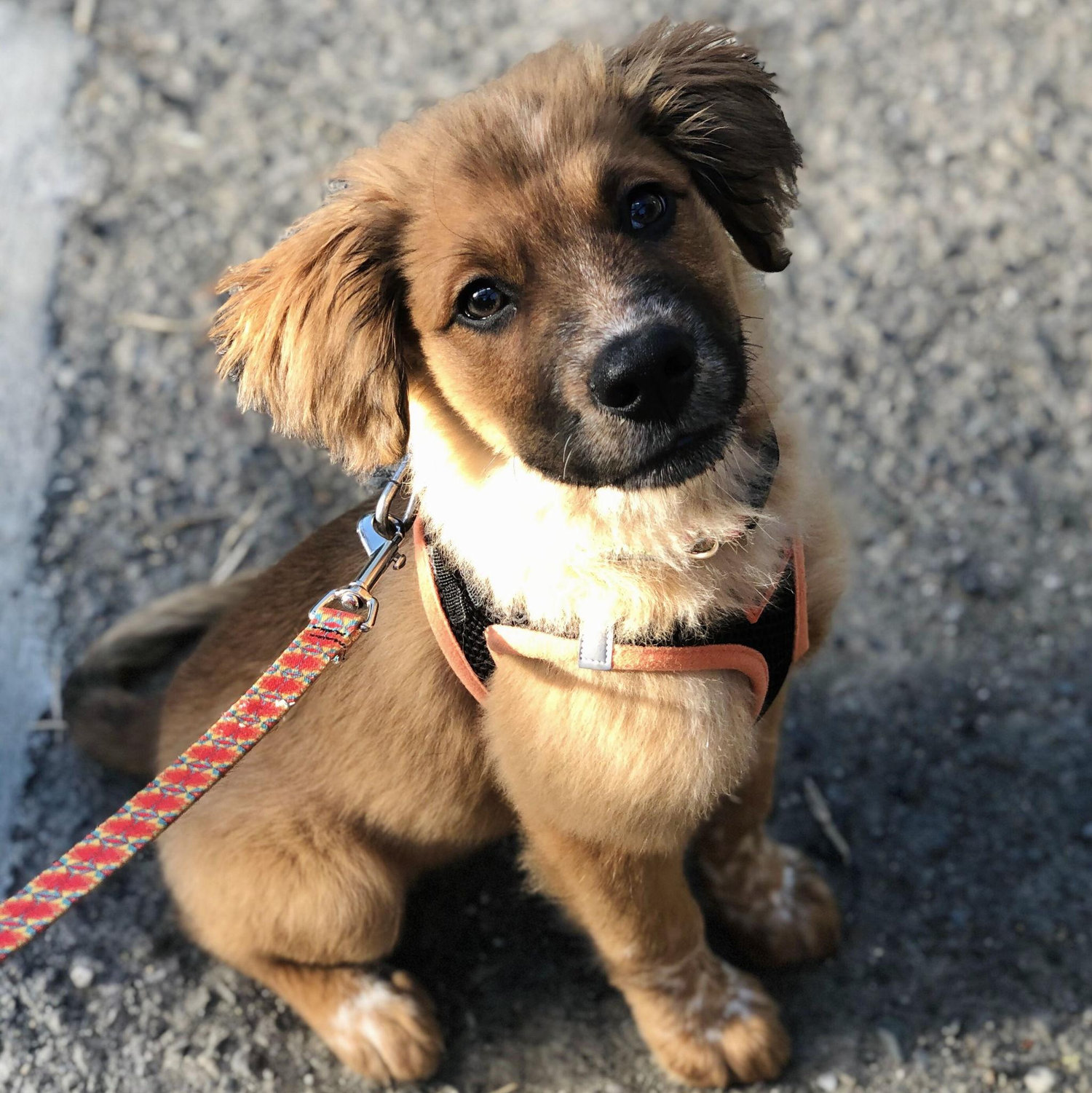 Derek and Nina adopt baby Remus!! - Seattle, WA 2021