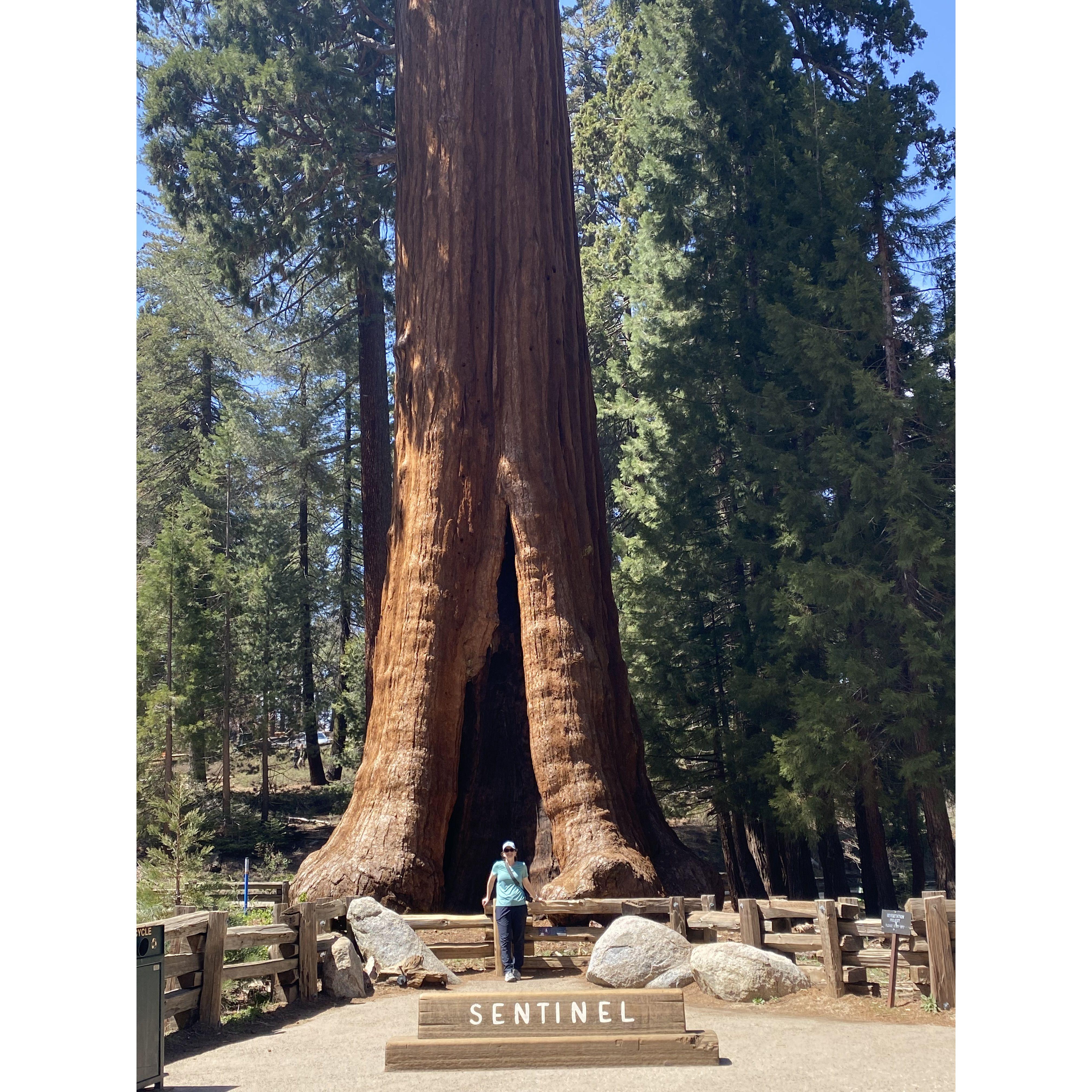 Sequia National Park, CA