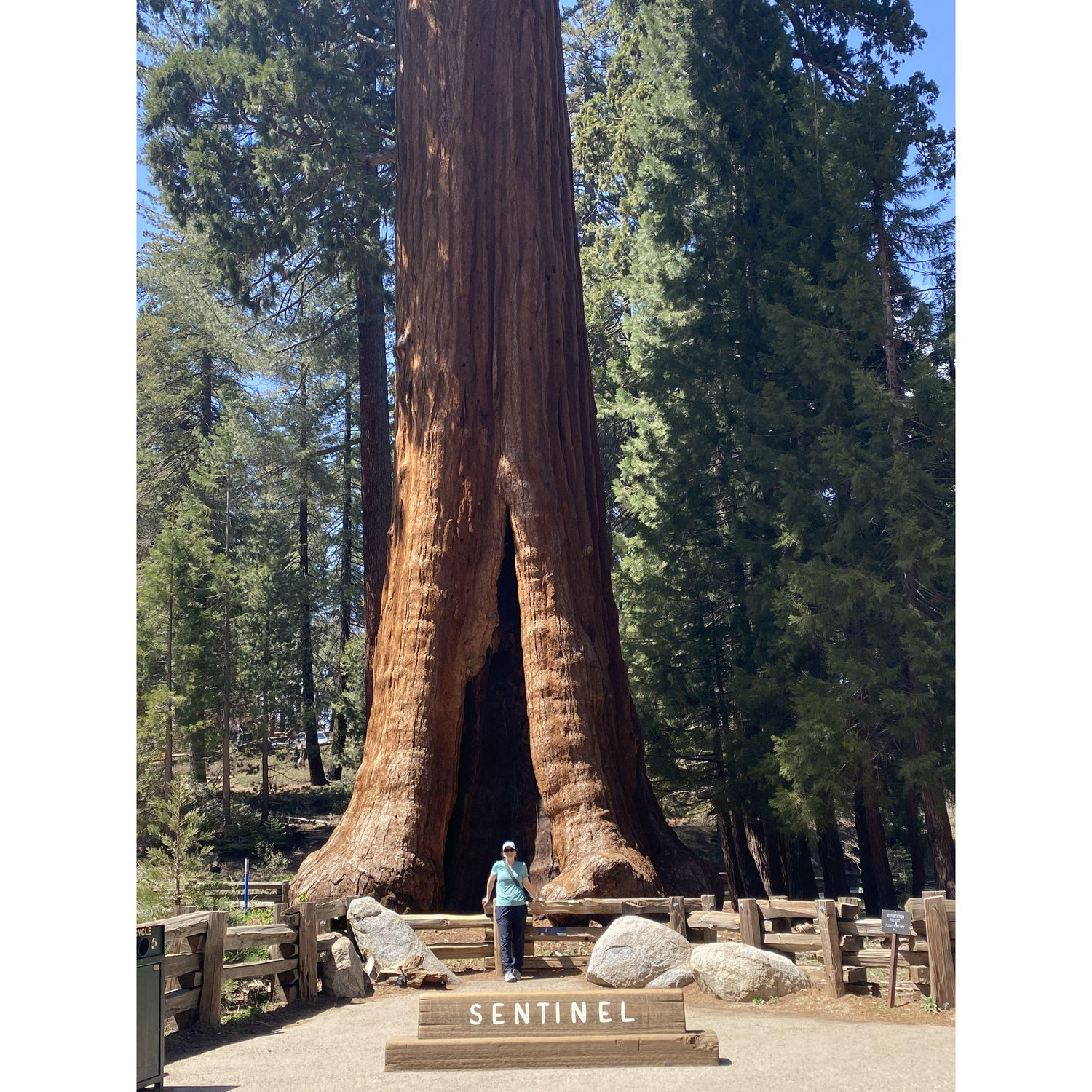 Sequia National Park, CA