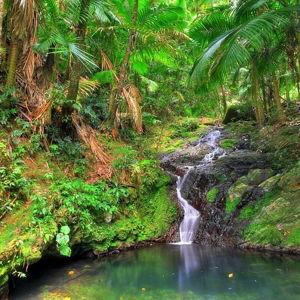 A Tour of the El Yunque Rainforest