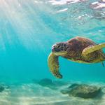 Sea Turtle Snorkeling