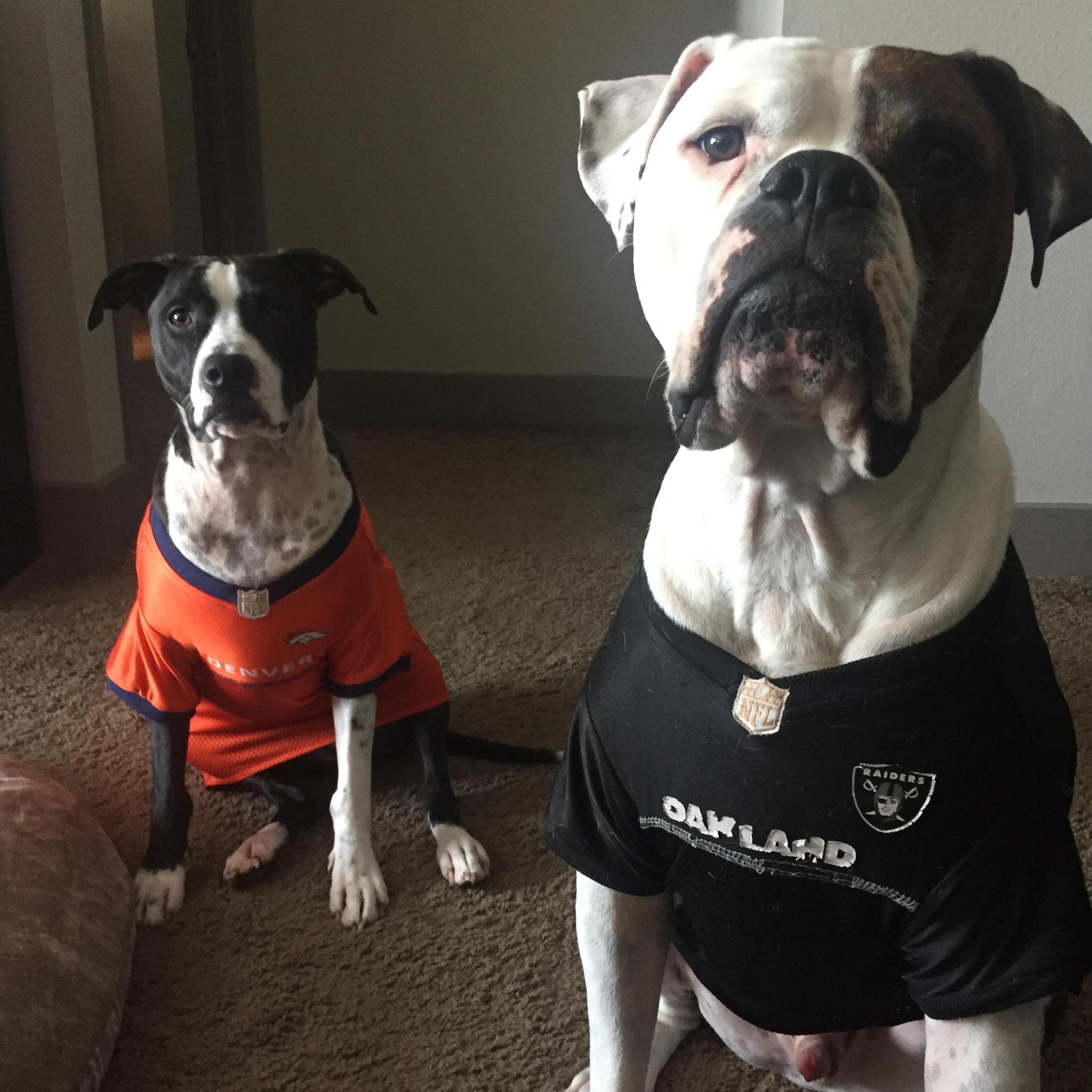 Our dogs!  Zeus and Millie