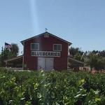 Temecula Berry Co