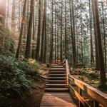 Lynn Canyon Park