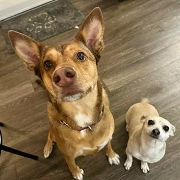 Year's Supply Of Pet Treats