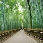 Arashiyama Bamboo Forest (Western Kyoto)