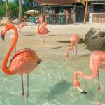 Flamingo Beach