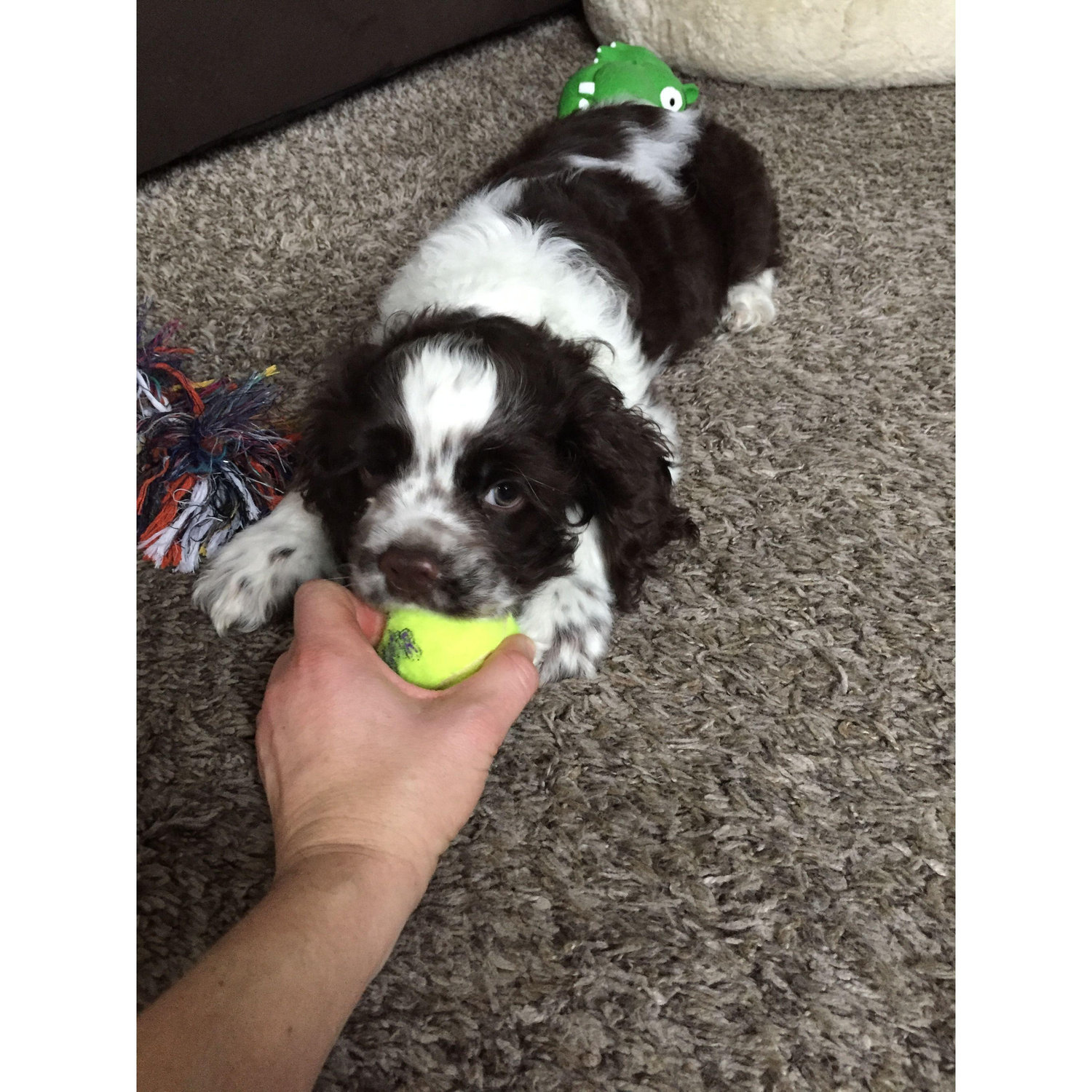 Murphy as a puppy