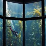 Monterey Bay Aquarium