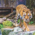 Riverbanks Zoo & Garden