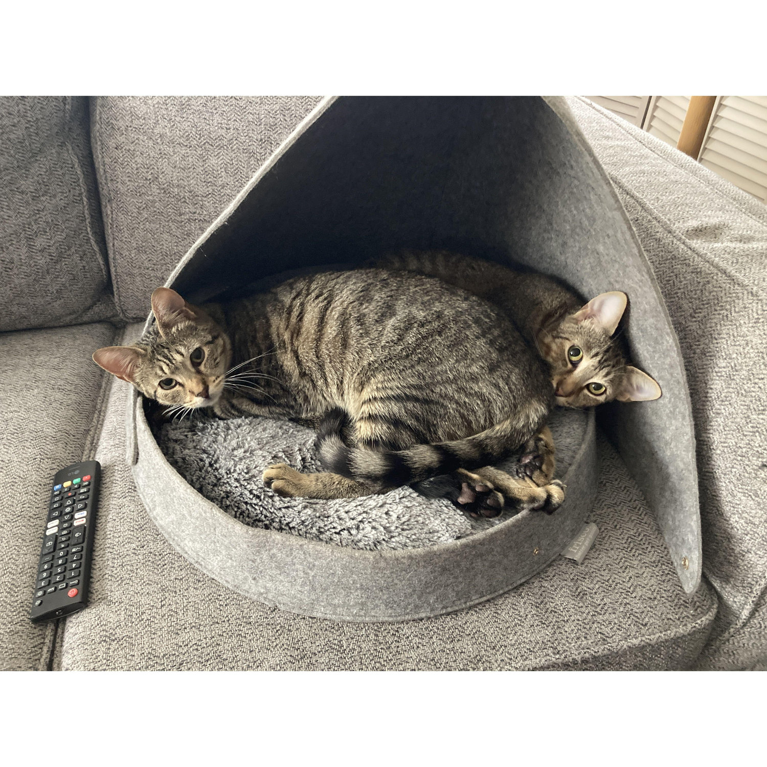 Our cats Hawk and Kes