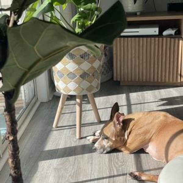 Our home renovation fund