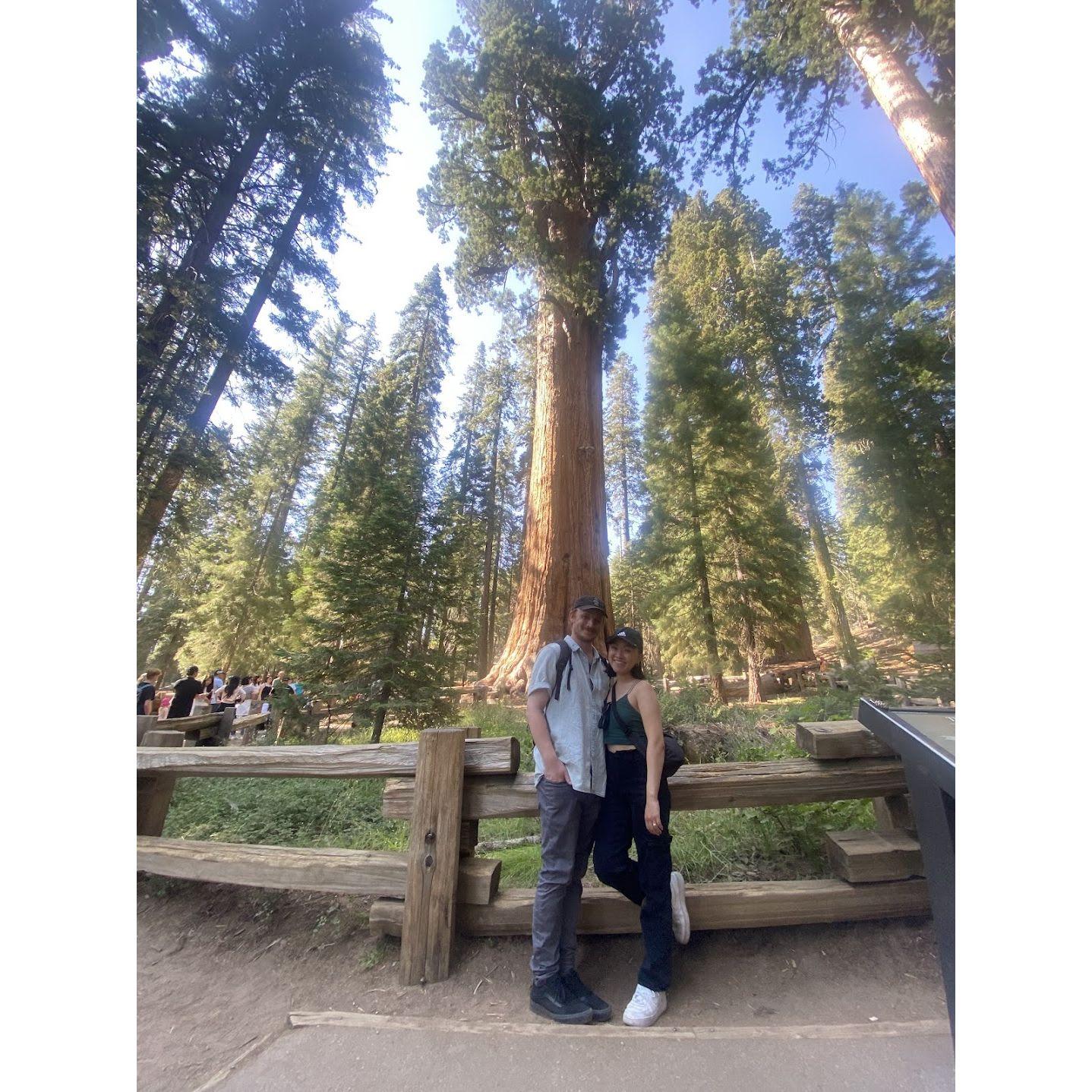 Year 11. We got to visit a few more national parks during a roadtrip in California. We are standing in front of the largest tree in the world at Sequoia National Park!