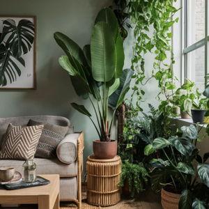 Our House Plants