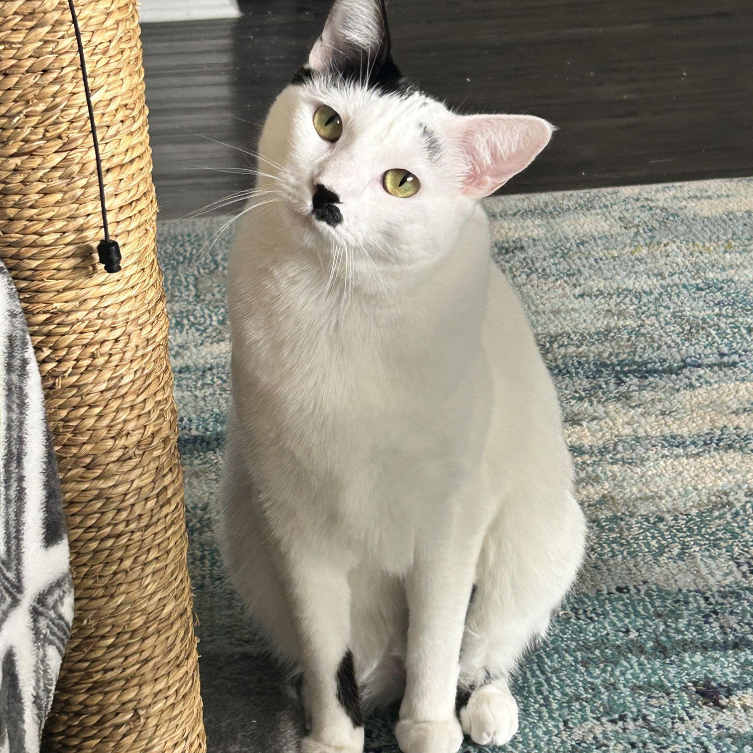 Our Cat Dottie