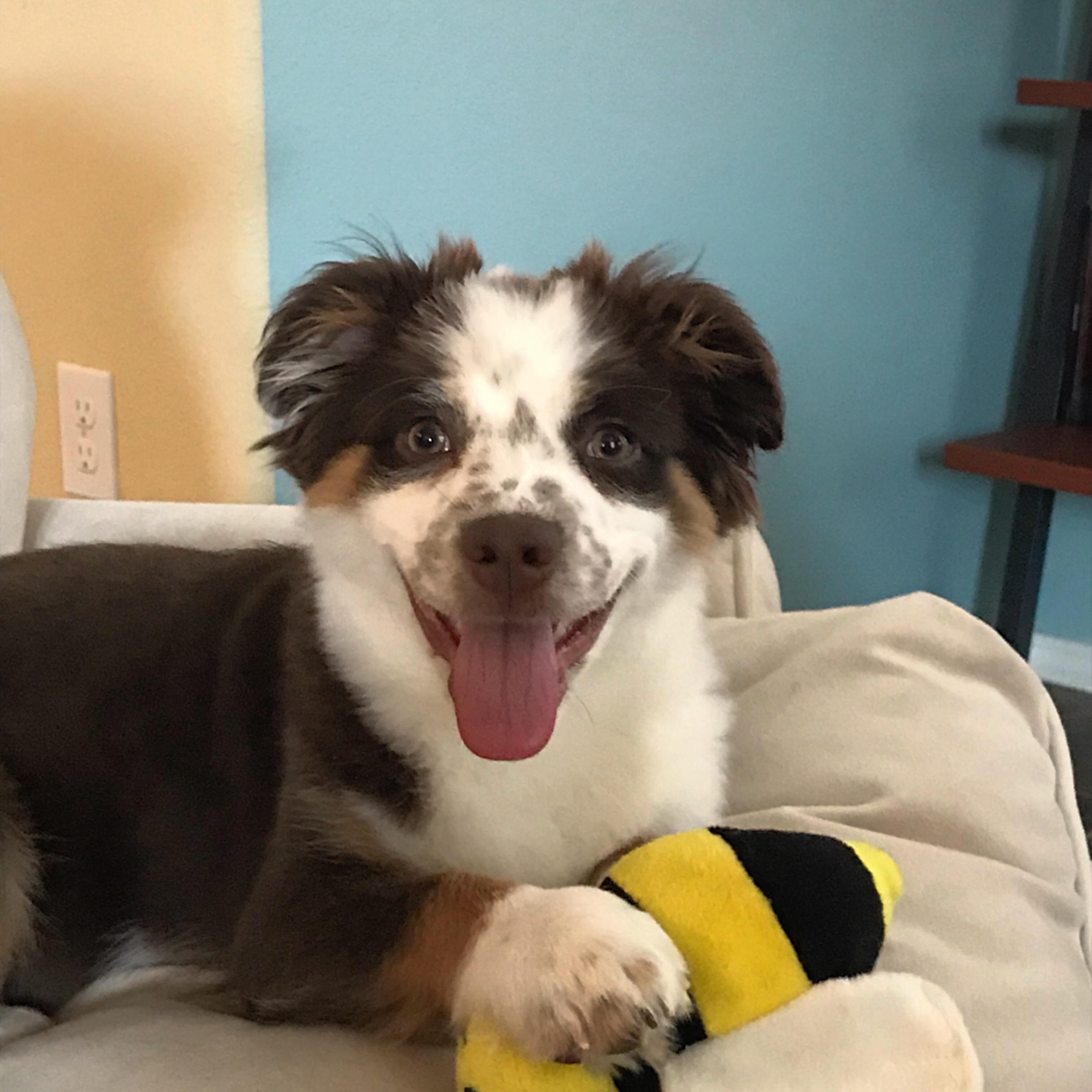 Bowie :)