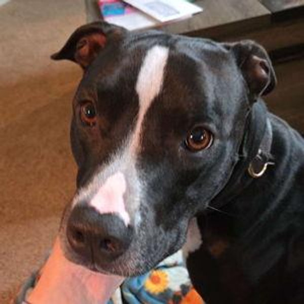 KC Pet Project Donation